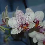 Готель Marienhof 3*